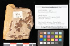 Foto (Objekt + Etikett) von Quercus palaeoilex Ettingshausen (NHMW-GEO-2024-0188-0898)
